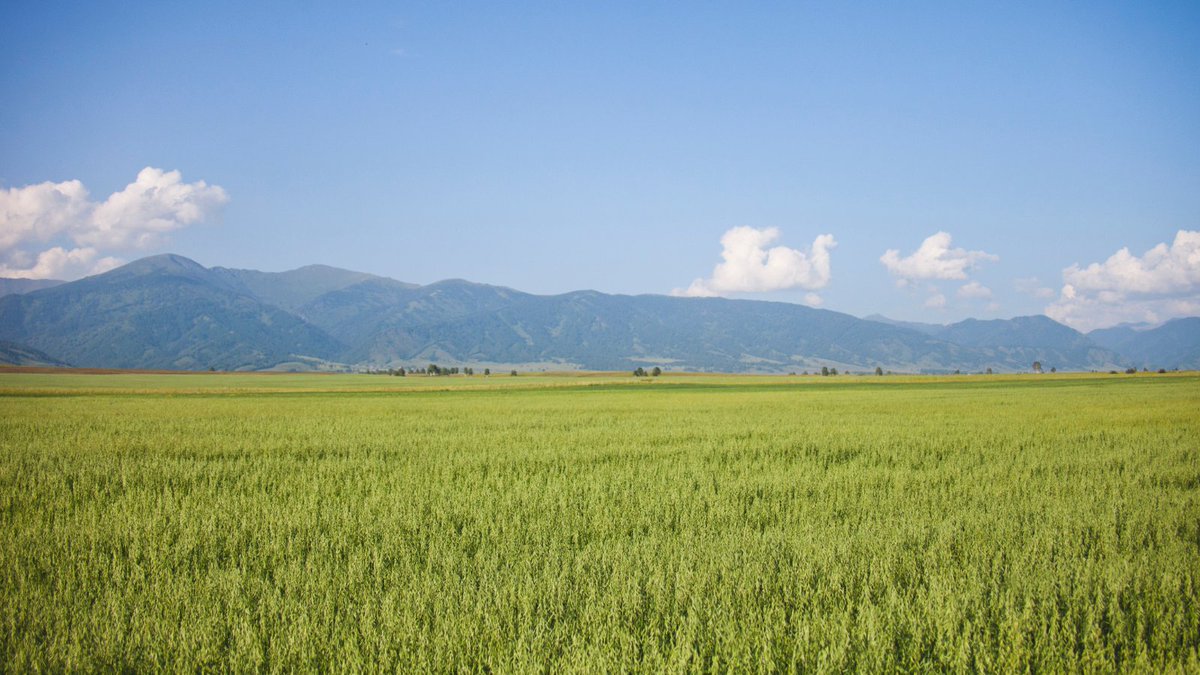 ExpResults's tweet photo. Chinese oats perform well in temperate Bhutan: results of field experiments
Khengtala Wangchuk & Kesang Wangchuk
→ https://t.co/SG75FUwTeu
#Bhutan #CrudeProtein #Drymatter #ForageOat #Forageoats #Oats #ForageProduction #Fodder #FieldExperiments #CattleFodder #CropYield 🇧🇹 https://t.co/Bw86N05w8P
