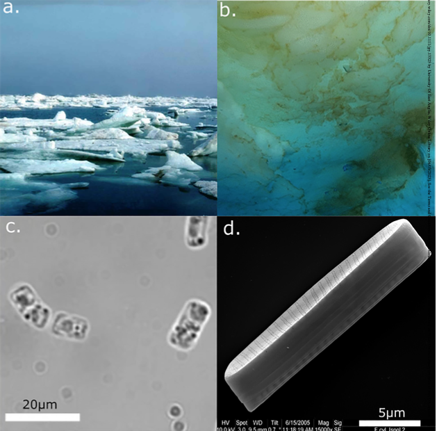 Our new perspective paper @JPhycology: The #diatom Fragilariopsis cylindrus: A model alga to understand cold-adapted life @Antonia_Otte @lgr_bucket_girl @jgi @ueaenv @Longji_Deng onlinelibrary.wiley.com/doi/abs/10.111…