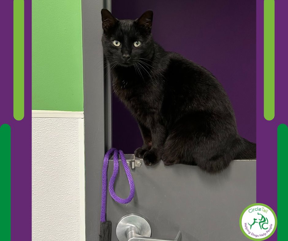 Circle Tail, Inc. tweet media