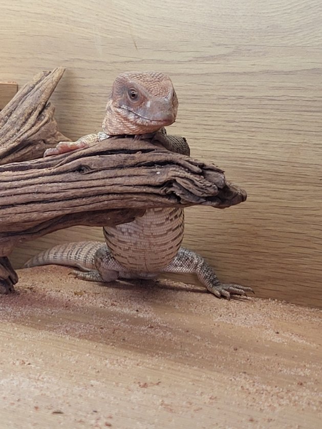 walledgardenmo's tweet photo. Here is T.B , our lovely Bosc Monitor. Chilling on a Monday morning. https://t.co/8wX3QHK2oV