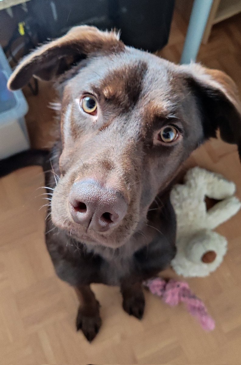 InspektorLuke's tweet image. Welches Mitbringsel Bring Frauchen wohl dazu, mit mir mein Mittags-Gassi zu machen? Ach egal, ich Bring einfach alle meine Spielzeuge 🥳 Frauchen geht es übrigens wieder besser und sie bedankt sich für die Genesungswünsche 👍