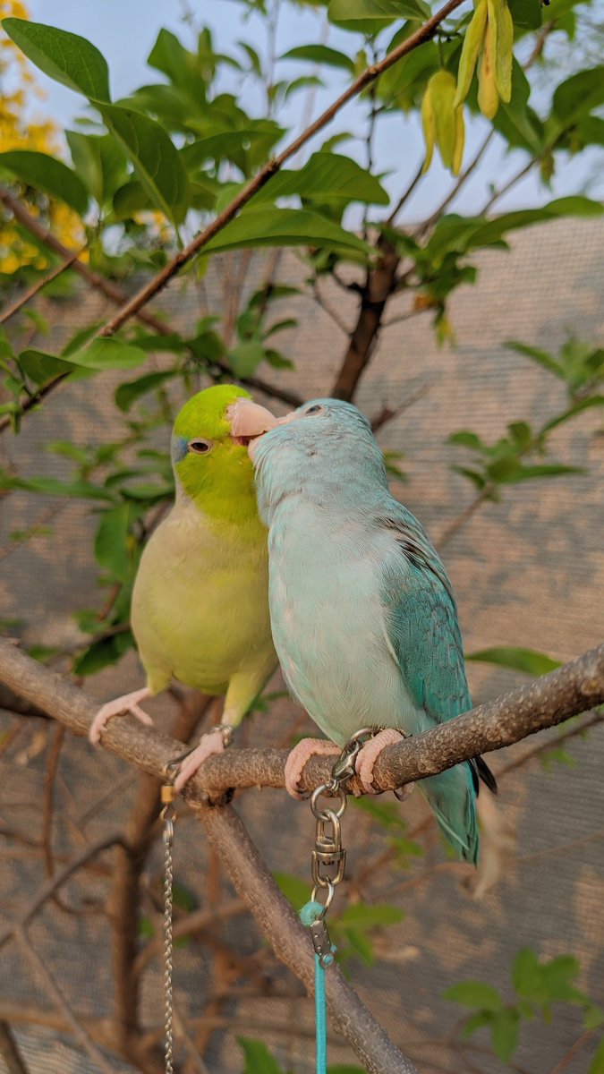 🍏 tweet media