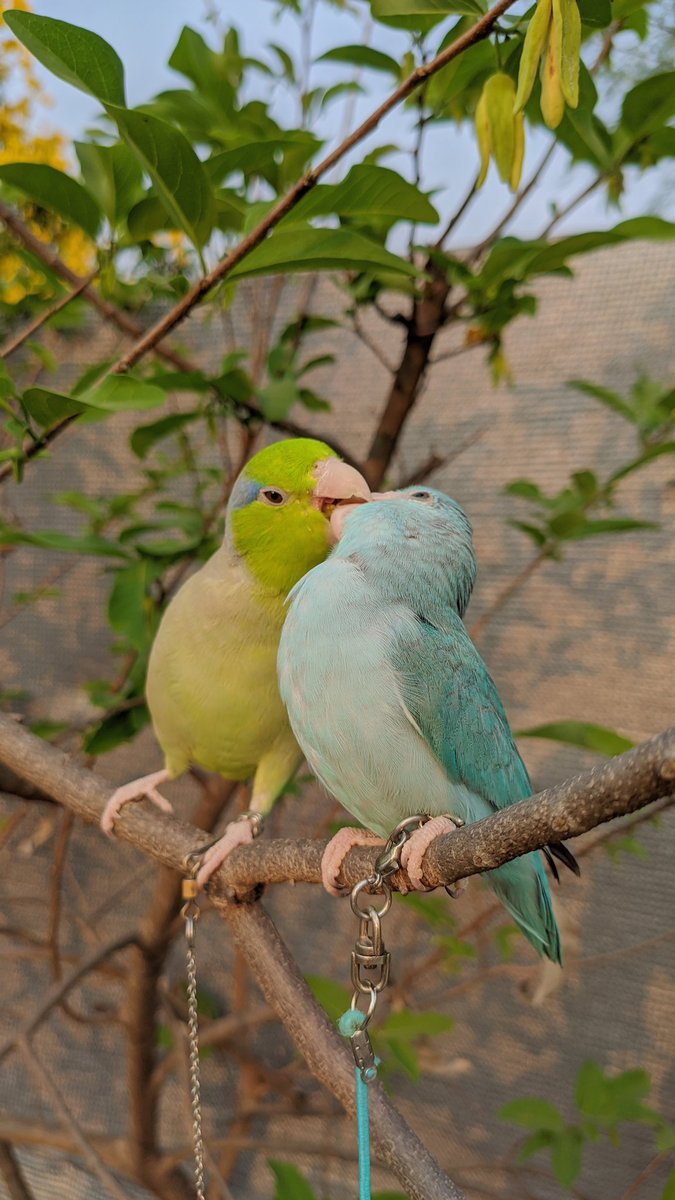 🍏 tweet media