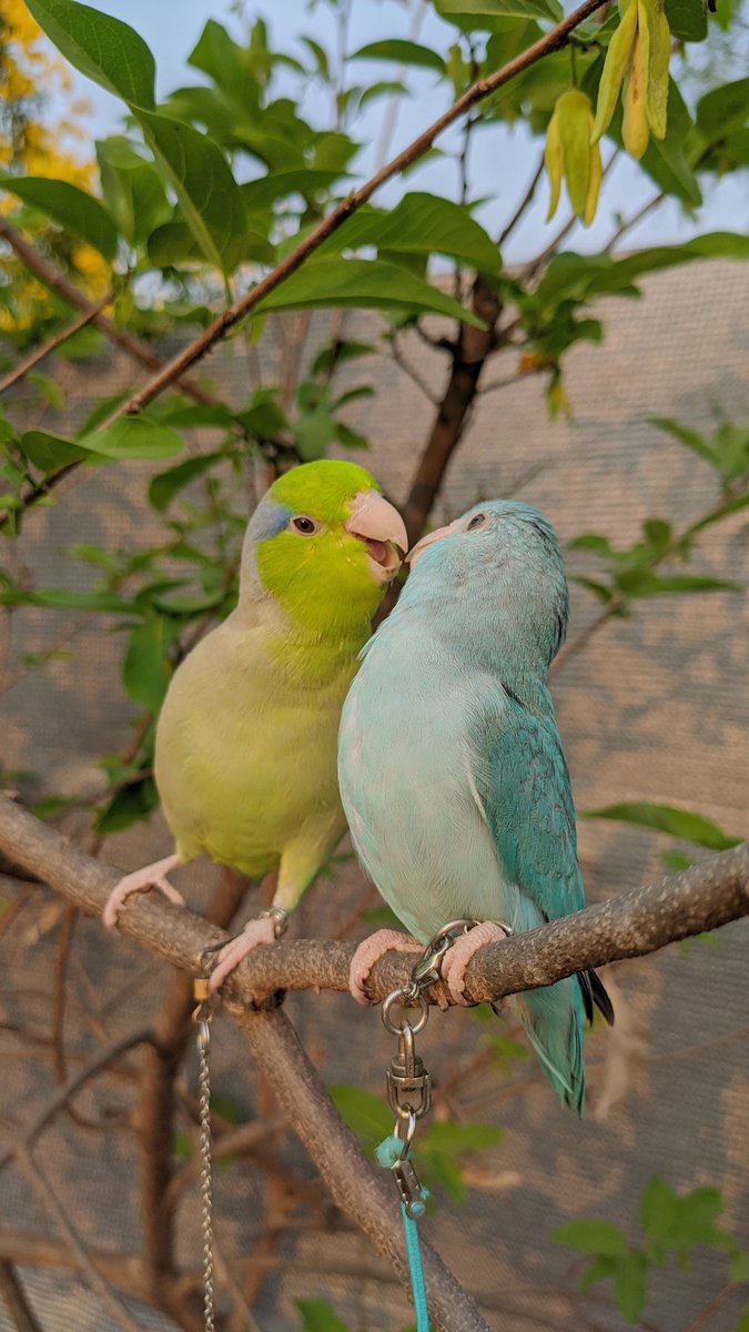 🍏 tweet media