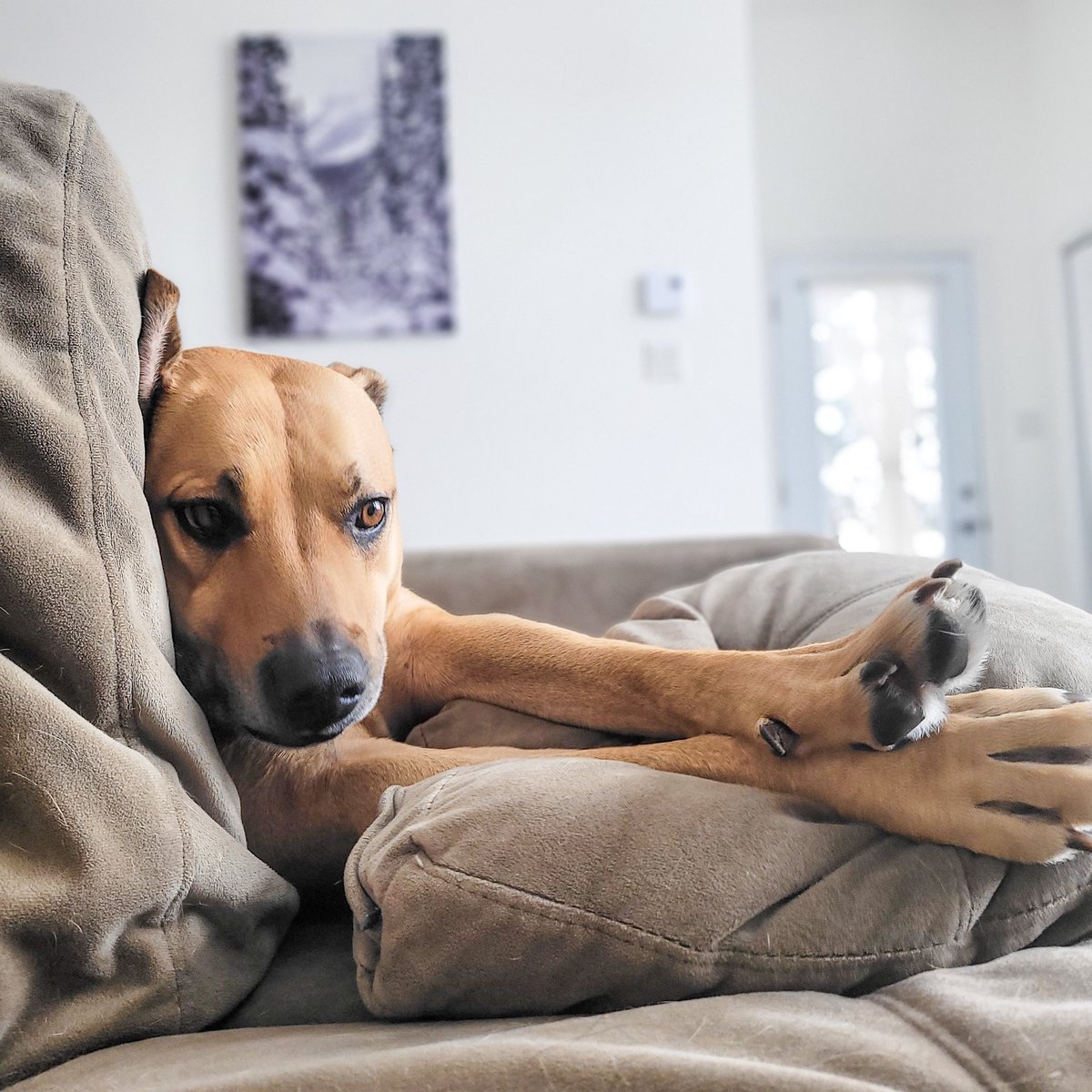 * BiG sTrEtCh*

Forever obsessed with my dog.

#dogsoftwitter #twitterdogcommunity #twitterdog #dogs #dog #dogstretch #dogobsessed