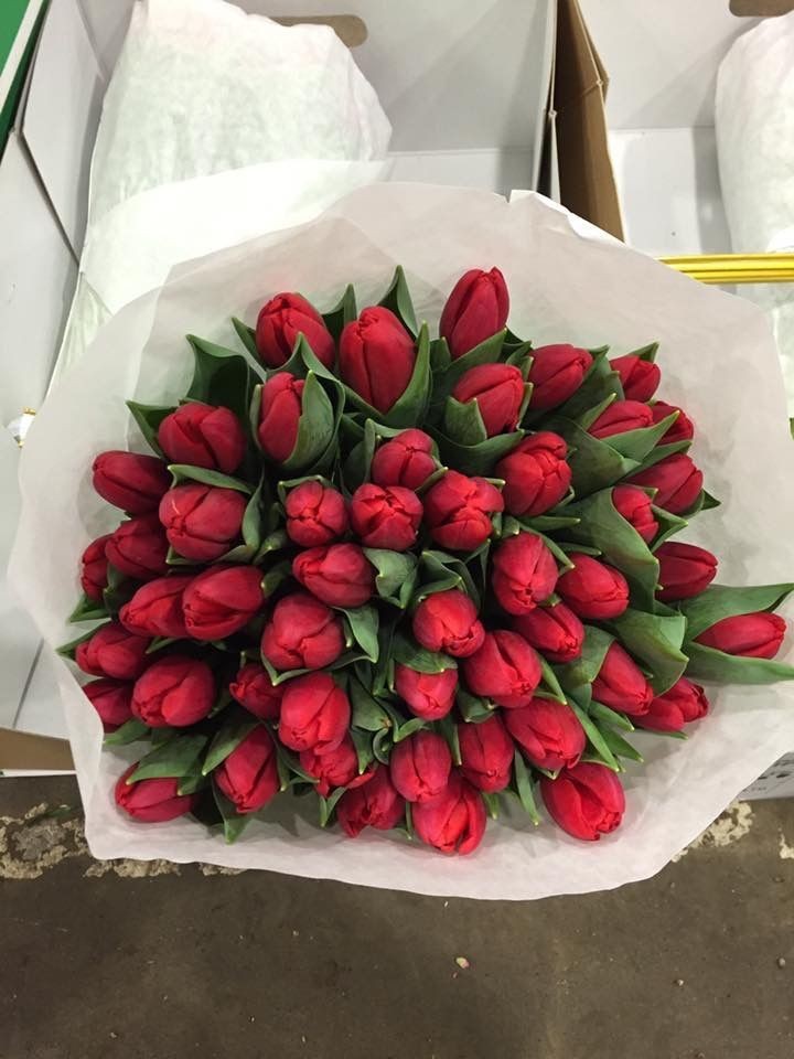 Red tulips are underrated