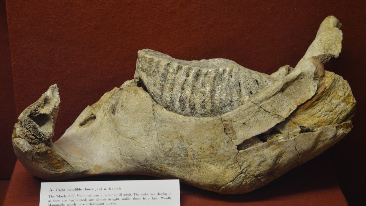 This #MammothMonday we are celebrating that we have been awarded #Designated status by <a href="/ace_national/">Arts Council England</a> for our Post-Cretaceous #Geology Collection, which helps us to understand the evolution of the #mammoths and their ecology. #collections #museums