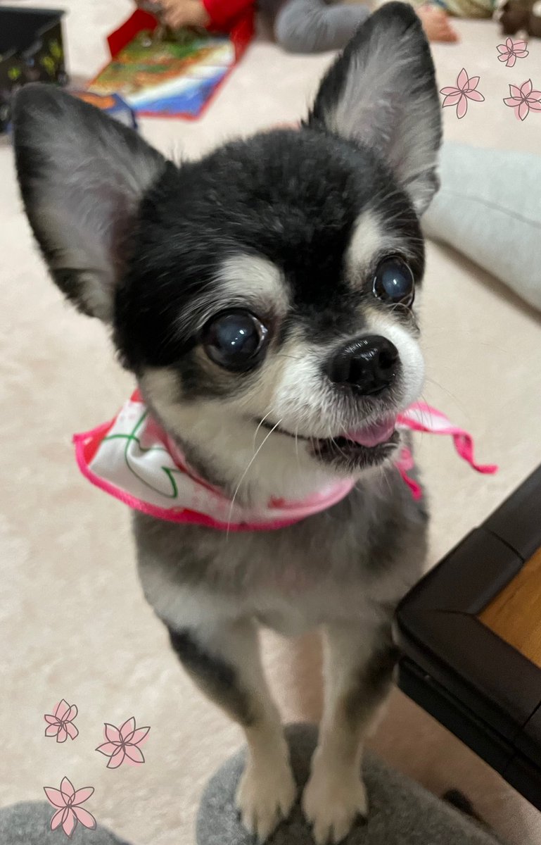paachandesu15's tweet photo. トリミング行ってきました🐶💕
可愛い☺️❤️
いつもトリミングレポートのお手紙をいただくのですが施術中の様子の欄があって幼稚園の通知表みたいで本当に嬉しい🥰いつも読むの楽しみ💕
今までの全部取ってあって宝物なのだ💎

 #パムちゃん16歳 
 #PlusBell https://t.co/woJgTUw3oM