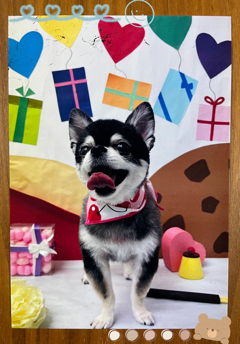 paachandesu15's tweet photo. トリミング行ってきました🐶💕
可愛い☺️❤️
いつもトリミングレポートのお手紙をいただくのですが施術中の様子の欄があって幼稚園の通知表みたいで本当に嬉しい🥰いつも読むの楽しみ💕
今までの全部取ってあって宝物なのだ💎

 #パムちゃん16歳 
 #PlusBell https://t.co/woJgTUw3oM