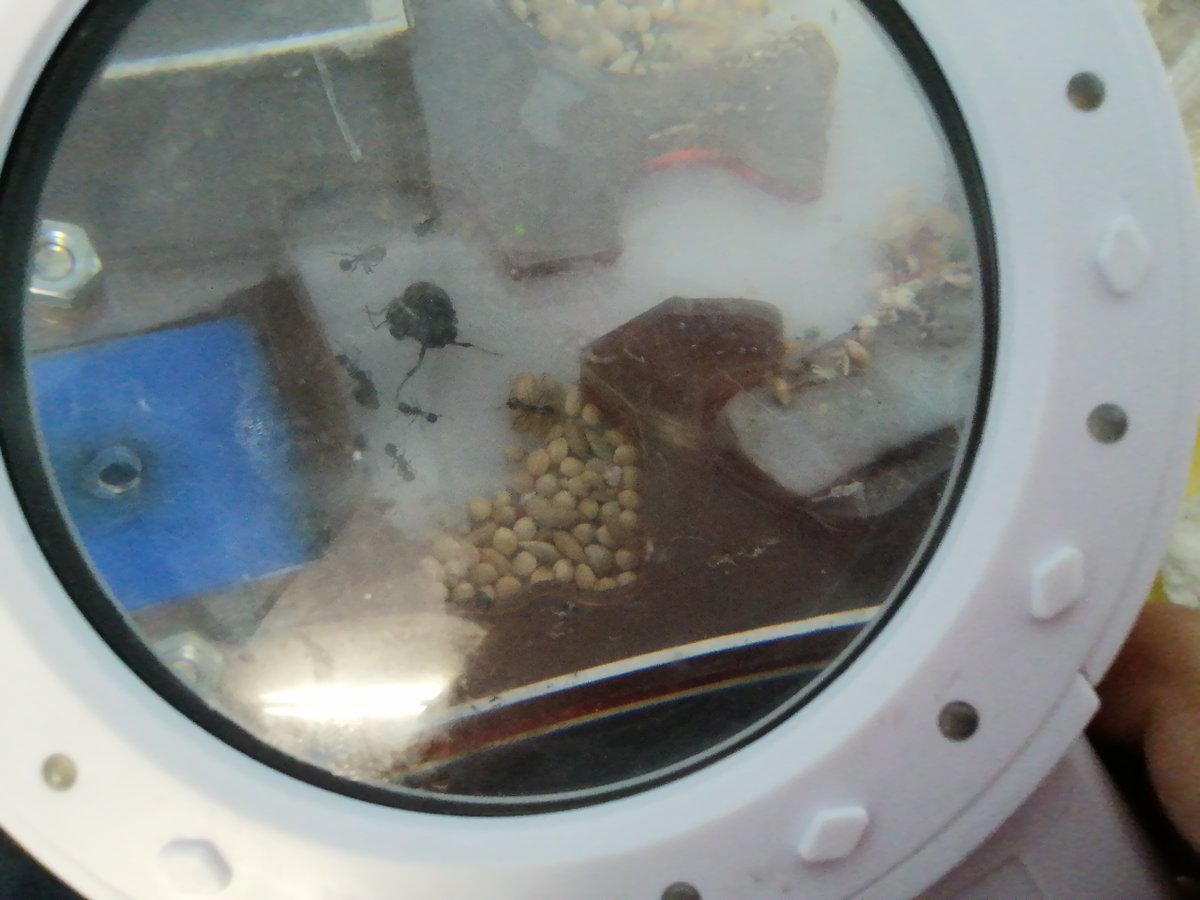 CEIPLAREDO's tweet photo. ๐ INFORME #formigueando 06-03-2023 :
- Especie investigada: Messor Capitatus
- Curso Investigadora: 4ยบ EP
- Nยบ Colonia: 15 formigas.
#laredolab361 #clubciencialaredo
๐ Informes completos : https://t.co/ZirNtsggWi https://t.co/8psVFPajWA