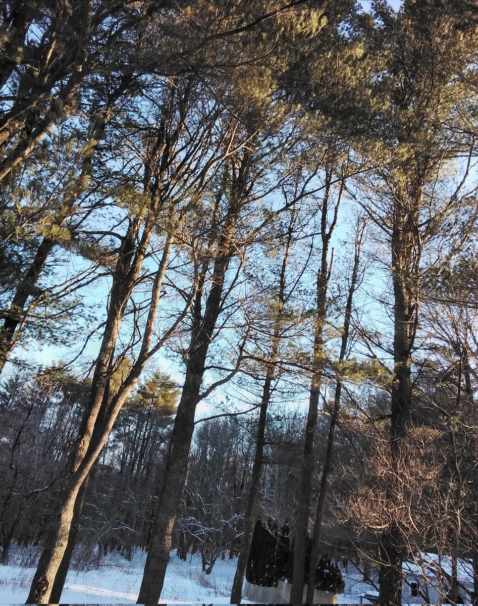 BookishKitten's tweet photo. The ☀️ making an appearance this morning. It's 30° (f) and you can hear the 🐦🐦⬛ chirping.
#GraftonNY #Winterspring #UpstateNY #RensselaerCounty https://t.co/WTzZAz2MBD