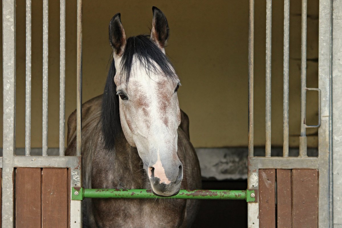 MellorsFuel's tweet image. We are able to accommodate your horsebox service and repairs 🐴
Make sure you and your horse are safe on the road this year

#horsebox #Springservice #mellorsgarage