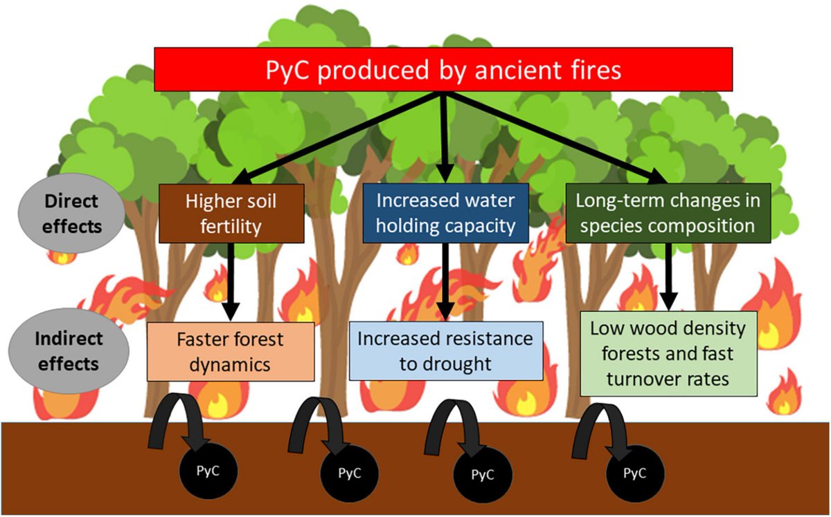 ForestPlots (@forestplots) on Twitter photo Ancient fires impact Amazon forests and can enhance their drought resistance.
Led by Laura B. Vedovato, w/ Lidiany Carvalho, <a href="/aragao_luiz/">Luiz Aragao</a> <a href="/Erika_Berenguer/">Erika Berenguer</a> @JosBarlow <a href="/joice1ferreira2/">Joice Ferreira</a> <a href="/wivencs/">Wendeson Castro</a> <a href="/edmardinei/">Edmar Almeida De Oliveira</a> <a href="/ymalhi/">Yadvinder Malhi</a> Michael Bird, Ted Feldpausch + colleagues
frontiersin.org/articles/10.33… Ancient fires impact Amazon forests and can enhance their drought resistance.
Led by Laura B. Vedovato, w/ Lidiany Carvalho, <a href="/aragao_luiz/">Luiz Aragao</a> <a href="/Erika_Berenguer/">Erika Berenguer</a> @JosBarlow <a href="/joice1ferreira2/">Joice Ferreira</a> <a href="/wivencs/">Wendeson Castro</a> <a href="/edmardinei/">Edmar Almeida De Oliveira</a> <a href="/ymalhi/">Yadvinder Malhi</a> Michael Bird, Ted Feldpausch + colleagues
frontiersin.org/articles/10.33…