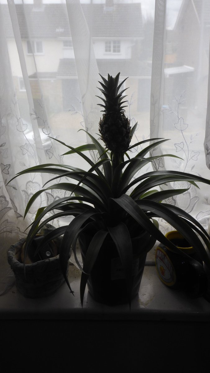 Pengi288's tweet photo. BEHOLD, I am the proud owner of a Pineapple Plant
For years and many attempts of trying to grow one from either a 'Hat' or a seed with little luck. An outing to B&amp;Q has secured a new future for me
This Mother plant will Grow and pineapples will be forever in my plant in my future https://t.co/J3CwJ0UzNL