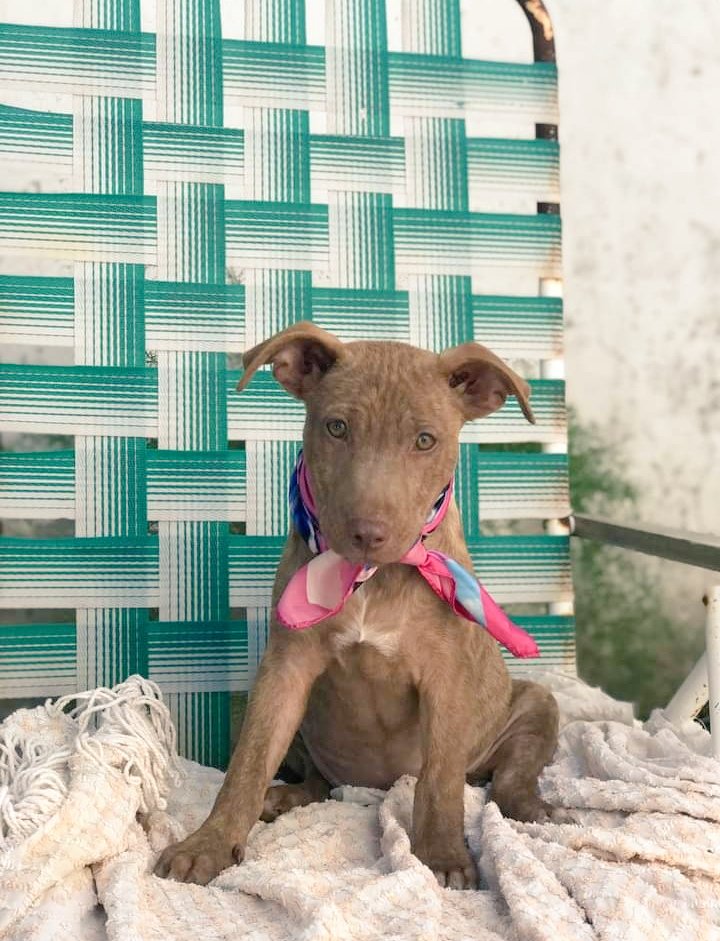 Bebes en adopción 🐕! Están desparasitados❗ ❤️