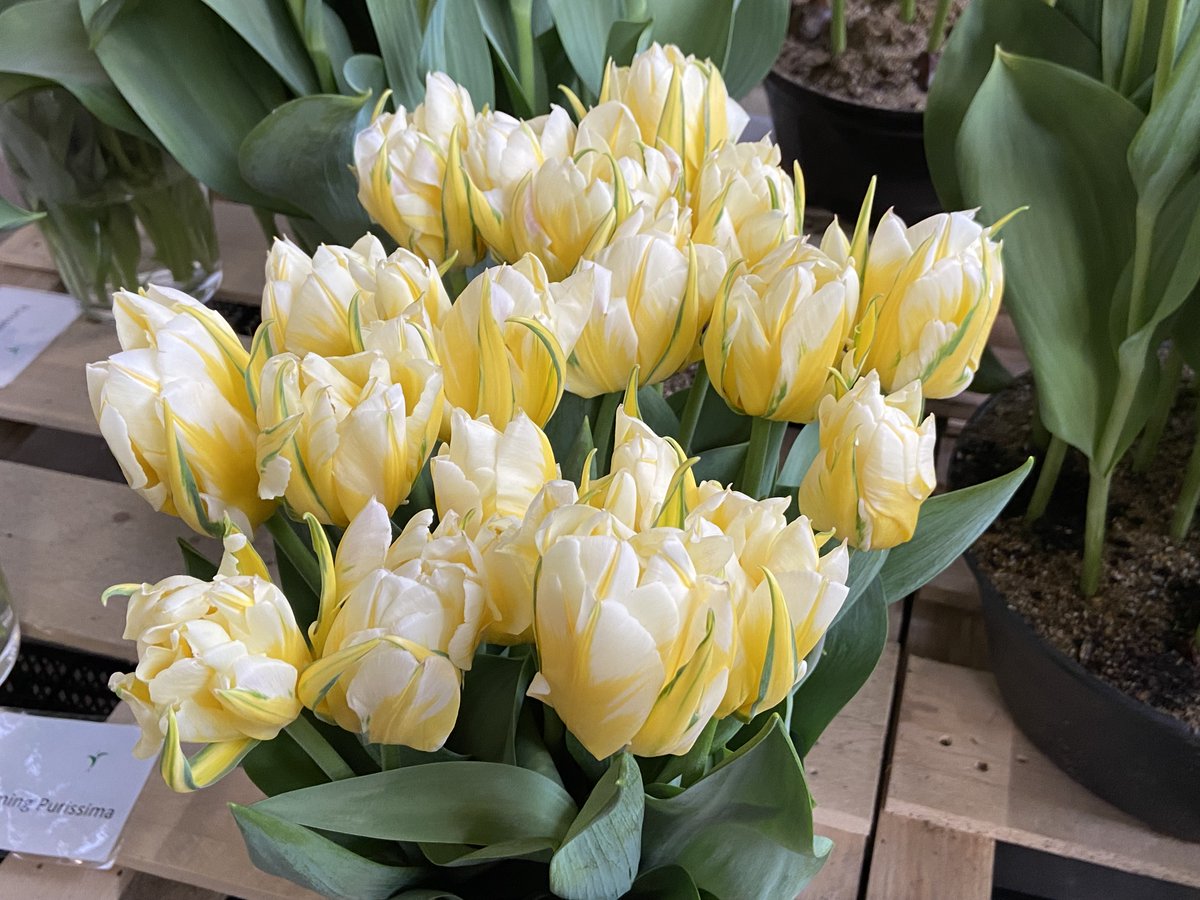 Mooie bolgewassen te zien op de Flowerbulb Business Days in Breezand en omgeving. Hier Tulipa 'Sugar Baby' van Van Woesik  bij de Bol-op-Pot show in Julianadorp, in het zg. Amerikaanse pottulp formaat. De wit met gele gevulde tulp is 'Sweet Valley' van Vink.