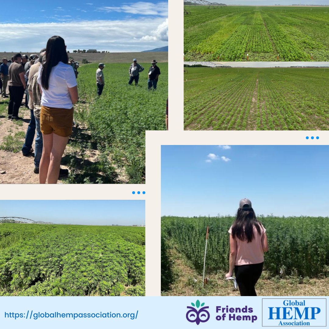 GrowingHempAsso's tweet image. All the #parameters that #determine if a crop will be #successful for a farmer were #measured in the test plots. The measurements can be extrapolated out into acres so a farmer can get an #idea how #profitable #hemp would be at #scale.

Become a member: globalhempassociation.org/become-a-membe…