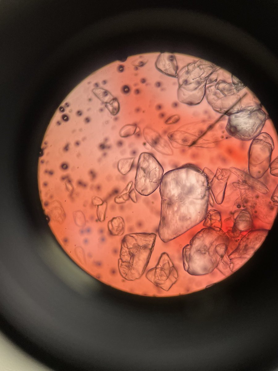 Joette Michelin tweet media