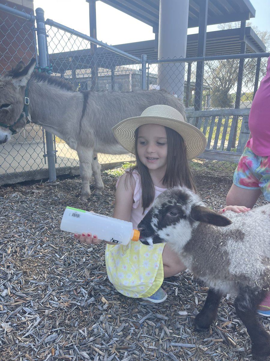 Our K team launched a new unit today! The kids had the opportunity to meet some cute farm animals!! #Steam <a href="/pascoschools/">Pasco County Schools</a> <a href="/teachpineo/">Mario P</a> <a href="/GretchenFladd/">Gretchen Fladd</a>