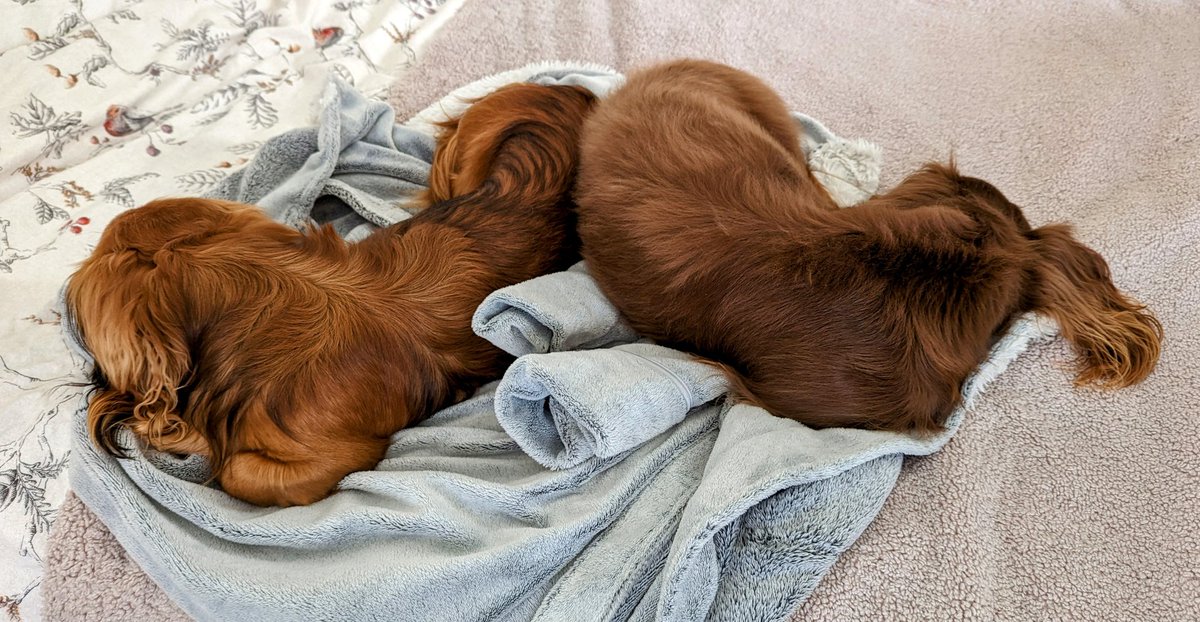 Every morning I have to offer a trade to my dogs. They're usually laying on the clothes I've laid out for me to wear that day. So I have to offer up other clothes for them to sleep on 😑 todays trade was a dressing gown