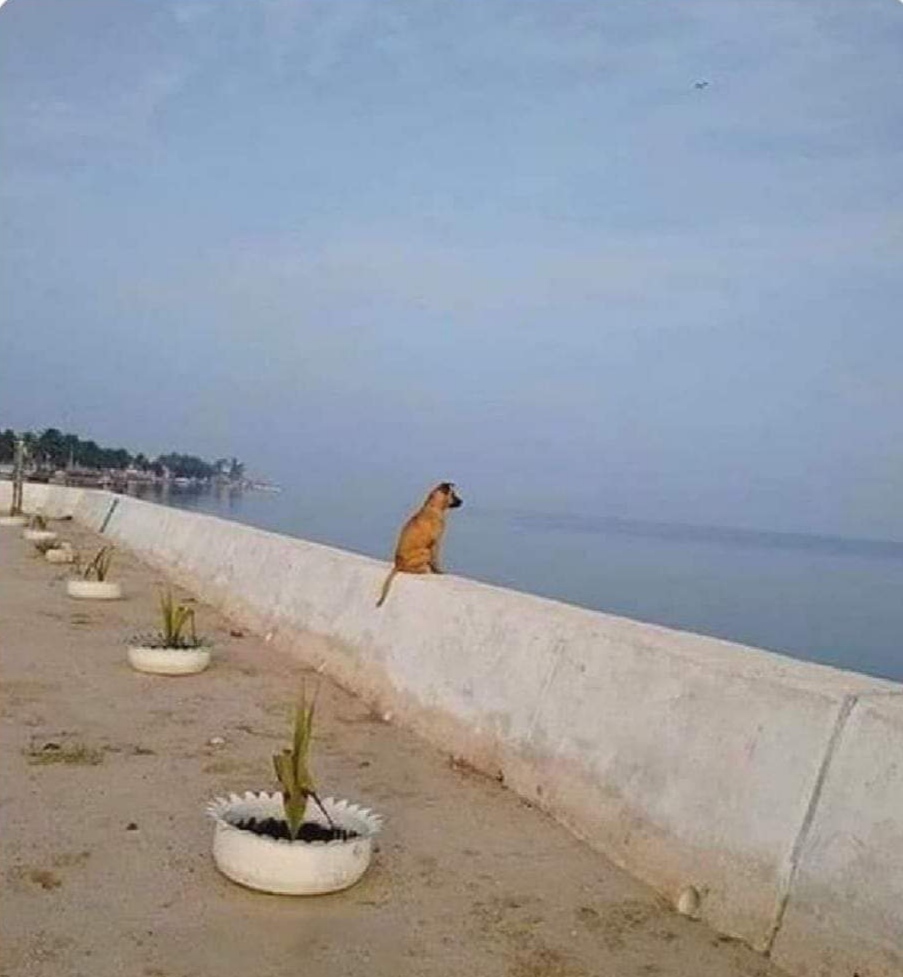 my dog after I leave for 5 minutes