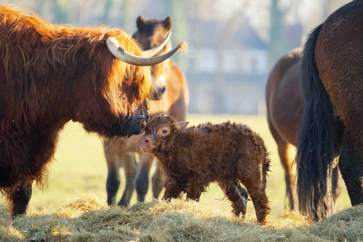 StruttsRural's tweet photo. Our spring Scottish #Farming Update has just launched! 🏴󠁧󠁢󠁳󠁣󠁴󠁿🏴󠁧󠁢󠁳󠁣󠁴󠁿
In our latest edition, we've covered all you need to know on key markets, important changes to policy &amp; regulation, as well as key dates for your diary in 2023:
https://t.co/3HPEzASLLy https://t.co/X2ANM7r4GC