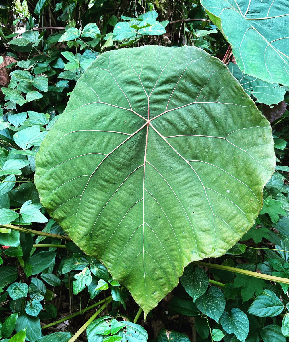 In the grand scheme of things #macarangagrandifolia #philippinenativetrees #tree #giantleaves #plants #plantsmakepeoplehappy #garden #farmlife