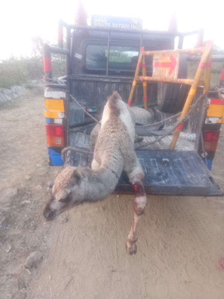 Madankumartiwa6's tweet photo. Our Animal activist Vaibhav Jain and his group rescued 66 camels at Chiragon, Jhansi, smugglers transporting them for slaughtering, on calf is badly injured & under treatment. #savecamel https://t.co/98CynPuNzR