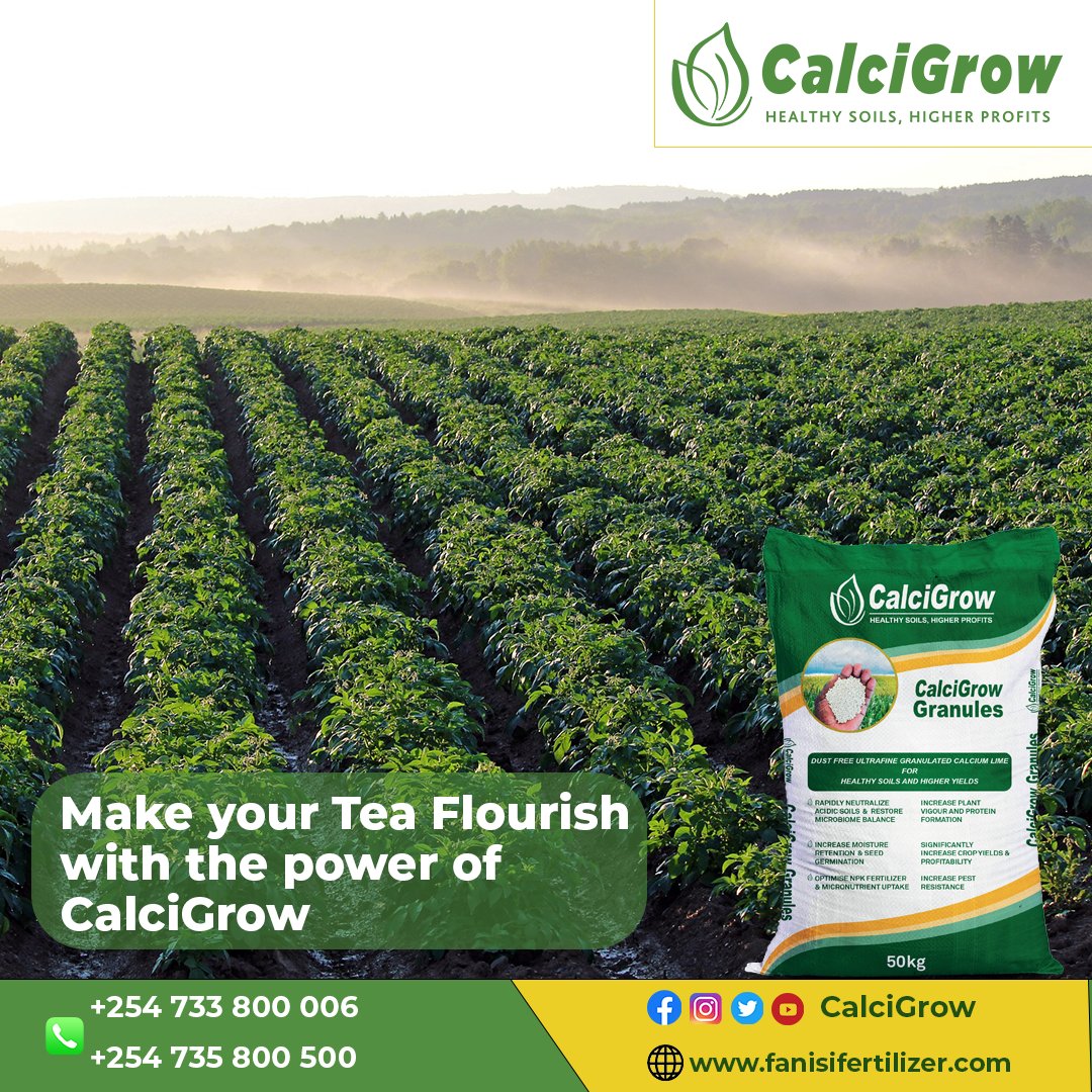 CalcigrowGranul's tweet photo. Looking to take your tea to the next level? Look no further than CalciGrow granulated ultrafine mineral fertilizer! Our powerful fertilizer can help your tea flourish like never before.
For orders call 0733 800 006 | 0735 800 500 | https://t.co/cMWSXJ1loO
#CalciGrow #TeaLovers https://t.co/YEr13iYZ87