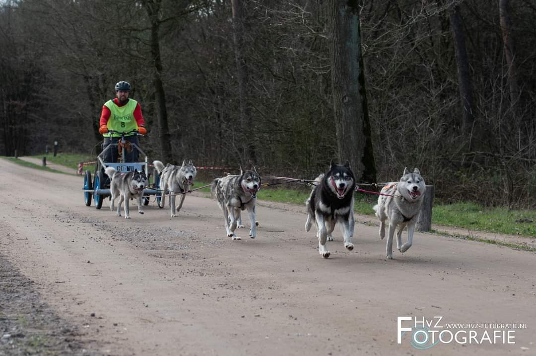 CrushOnMushing's tweet photo. Just catching up on everything #Iditarod2023 because we were running our own dogs during the weekend. Me on kickbike and Bart with our dryland rig. #drylandmushing https://t.co/Cydl7h7Fz6