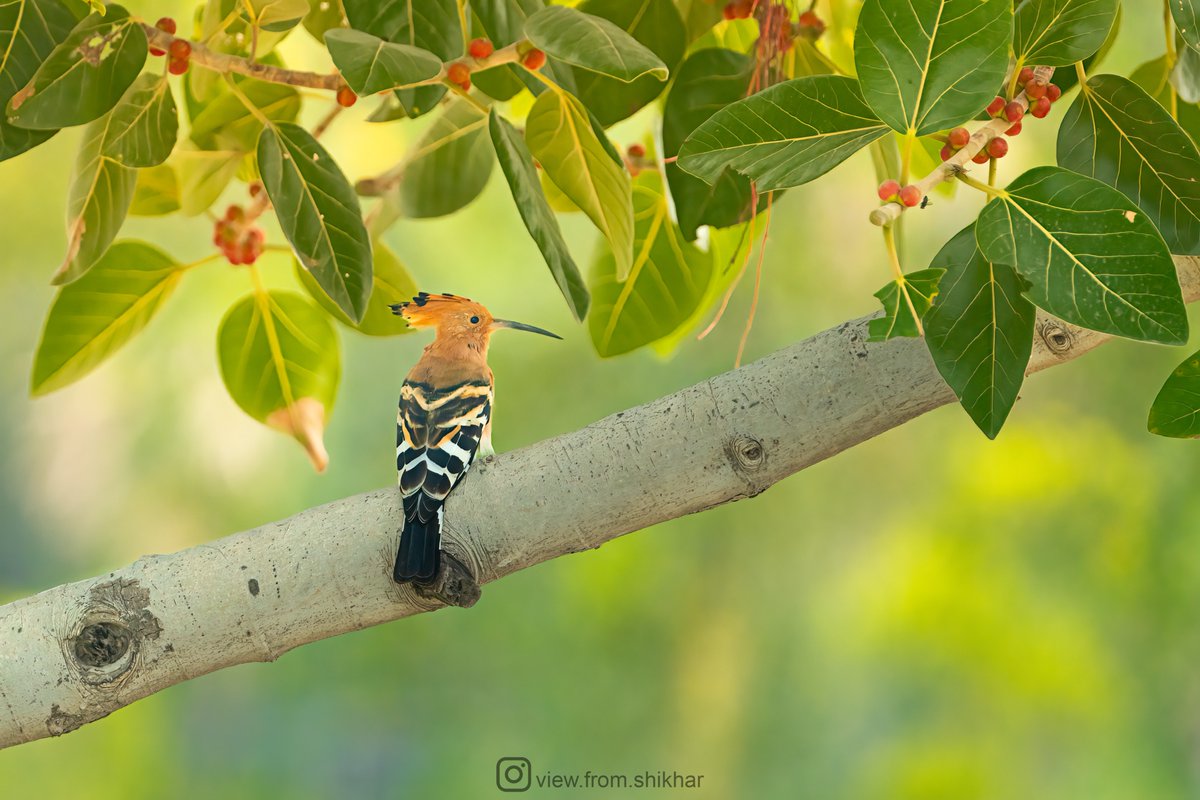 ViewFromShikhar's tweet photo. Take a look at this magnificent hoopoe, perched gracefully on a branch of this sacred peepal tree, which holds a special place in many cultures. And now, it serves as the perfect perch for this stunning bird.
#IndiAves #ThePhotoHour #BirdsSeenIn2023 #SonyAlpha https://t.co/Fu4PEP8CXK