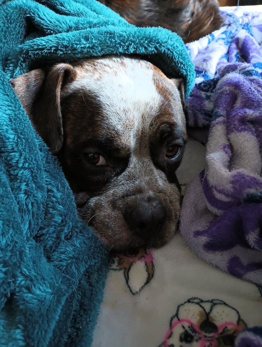 theTenaciousCK's tweet image. Is it Monday again? #DogsofTwittter #Bulldogs #SpudLife #bulldogge #bulldoglover