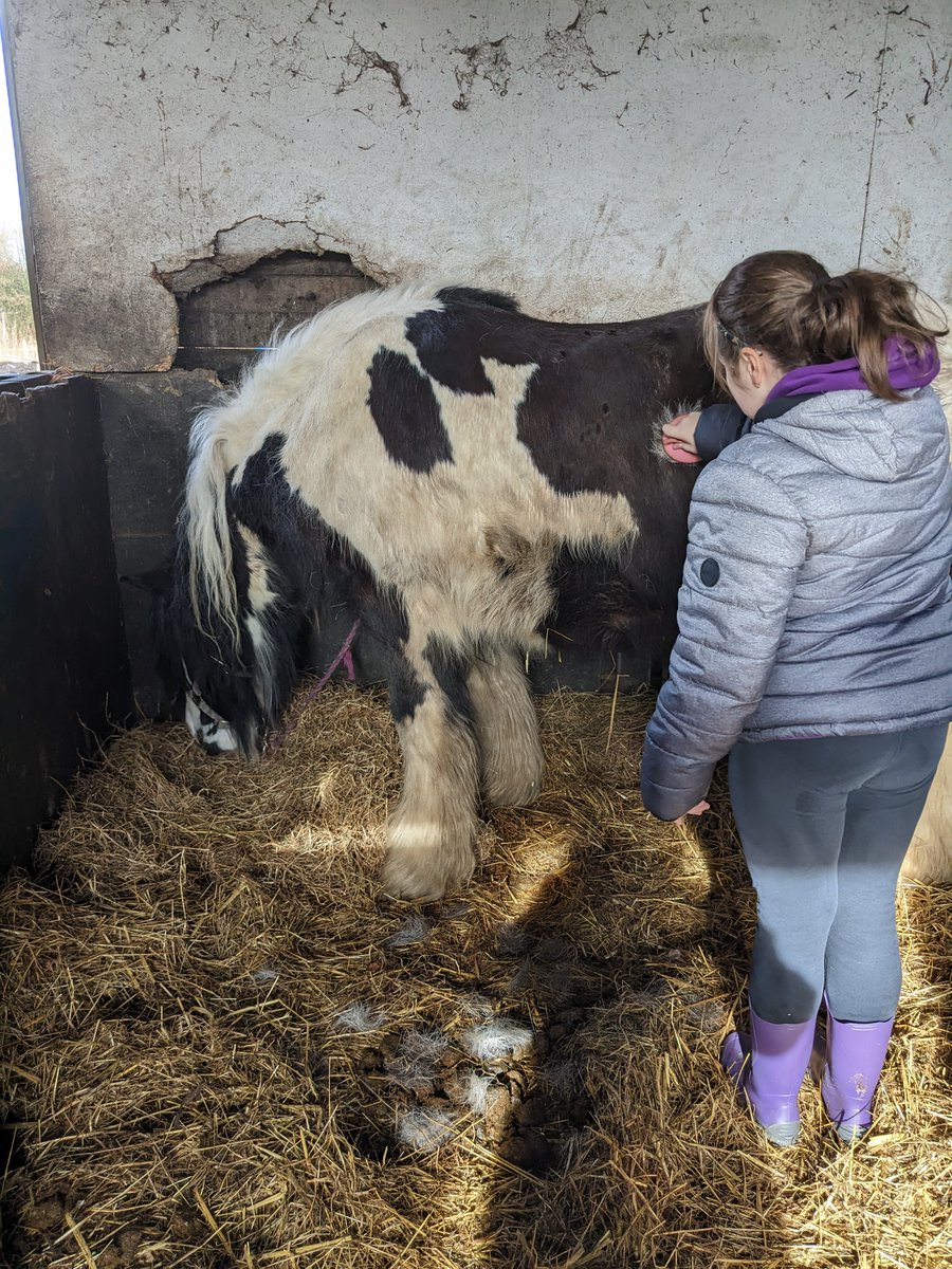 Another great morning <a href="/shylowen/">Shy Lowen Sanctuary</a> for our <a href="/PleasantStPrim/">PleasantStreet</a> children. As it is nearly spring the horses are starting to shed their winter coats. Look at the floor by Willis to see all the hair!