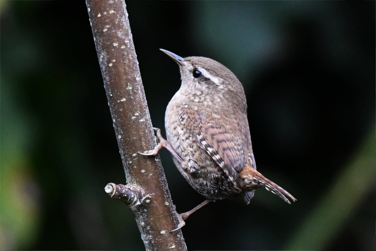 l love to see these beautiful little birds { Wren } in my garden they are so busy all the time and they don't stay still for long 😍 #TwitterNatureCommunity #nature #inmygarden #photography #beautiful