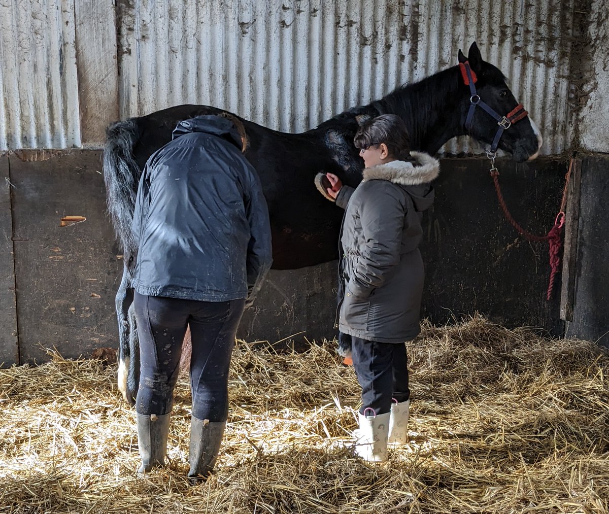 A female horse is called a mare and a male horse is called a gelding.
<a href="/shylowen/">Shy Lowen Sanctuary</a> <a href="/PleasantStPrim/">PleasantStreet</a>