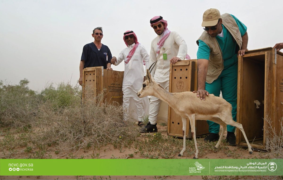 بالشراكة مع المركز أطلق <a href="/NCW_center/">المركز الوطني لتنمية الحياة الفطرية</a> 
عددًا من ظباء الريم في متنزه الزلفي الوطني، وذلك احتفاء بـ #اليوم_العالمي_للحياة_الفطرية