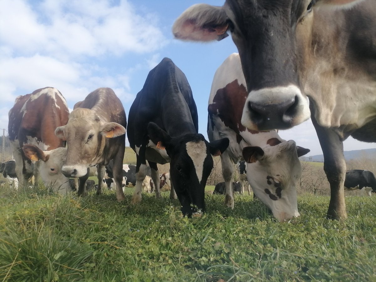 "Hey.... Mais qu'est ce que tu fais encore par terre, dans notre herbe ???"

Y a rien de mieux que des vaches au pâturage 😍
#Aveyron #agriculturedemontagne
<a href="/MontLait/">Mont Lait</a>