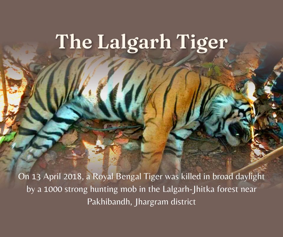 Royal bengal tiger found dead in West Bengal's Lalgarh