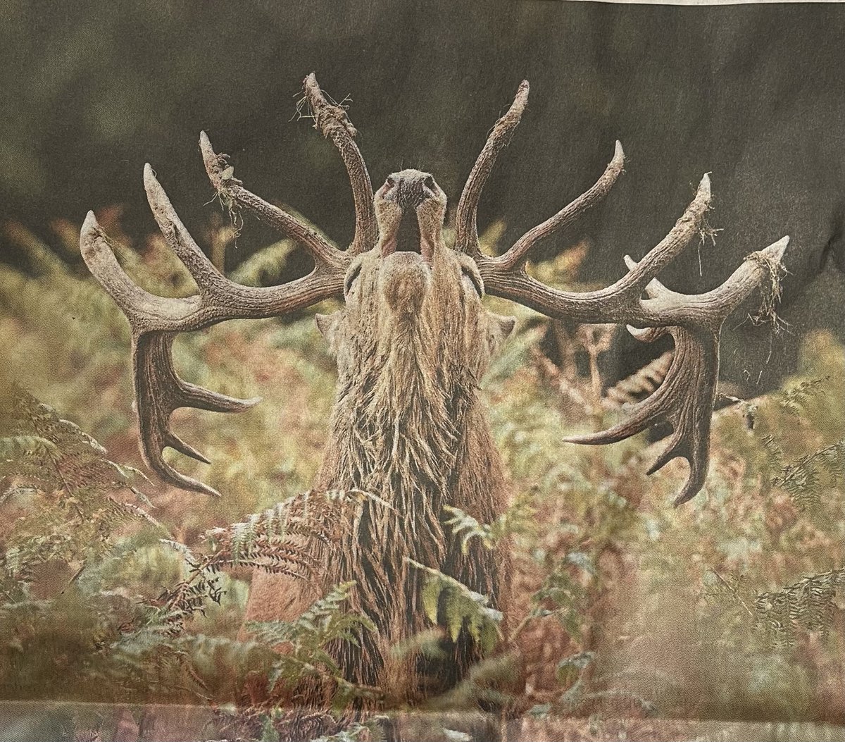 James Drake tweet media