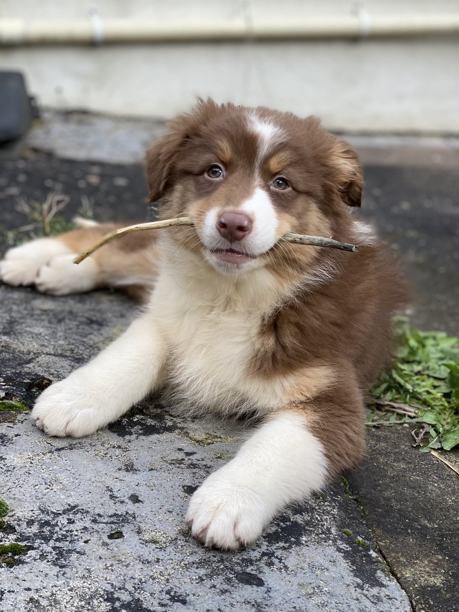 Monika Strauja tweet media