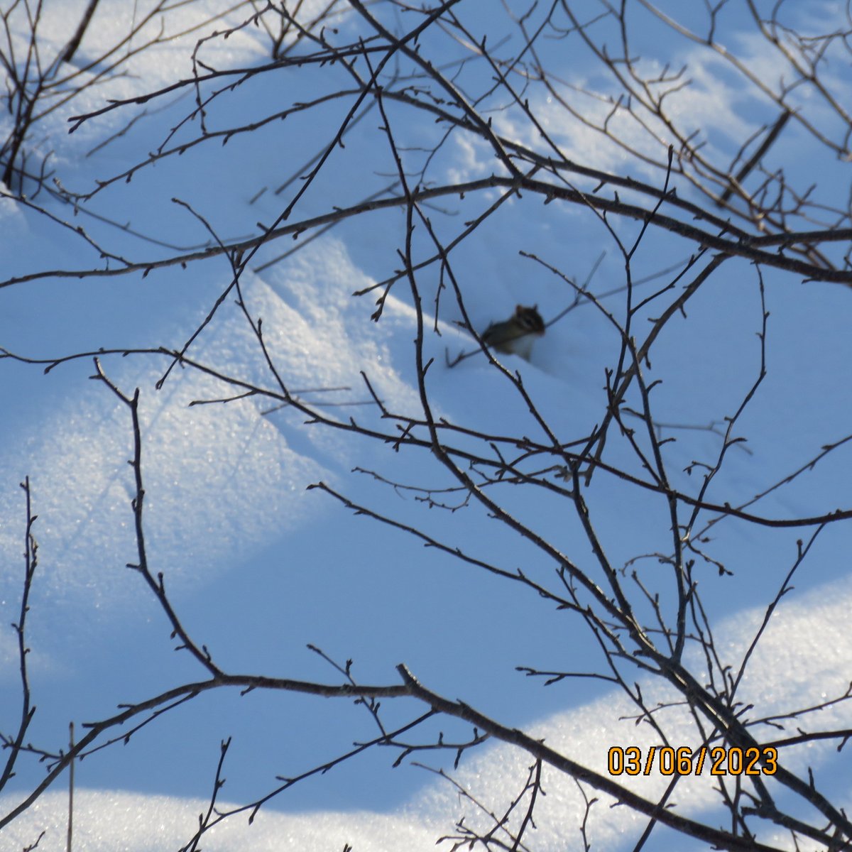 CritterCamGorilla😊 on Twitter "I see movement, a tiny red squirrel 😊