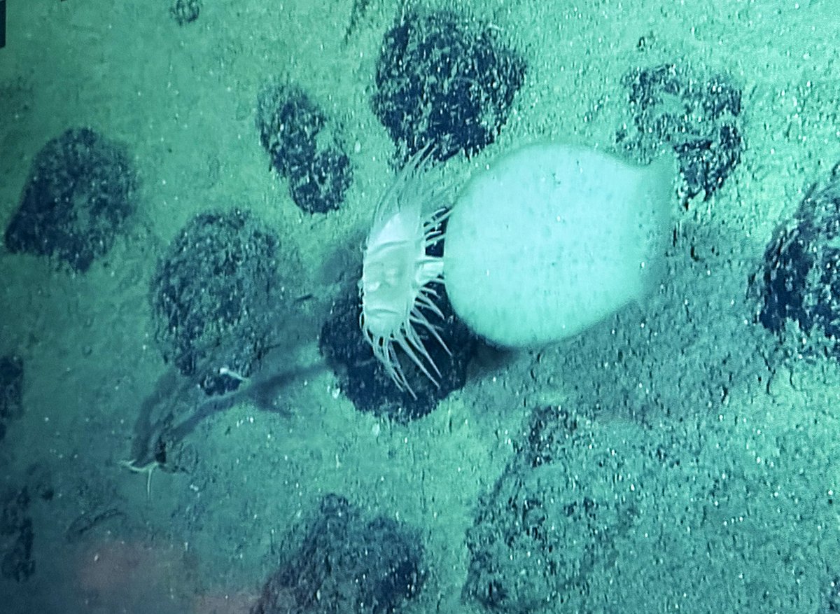 Adrian Glover tweet media