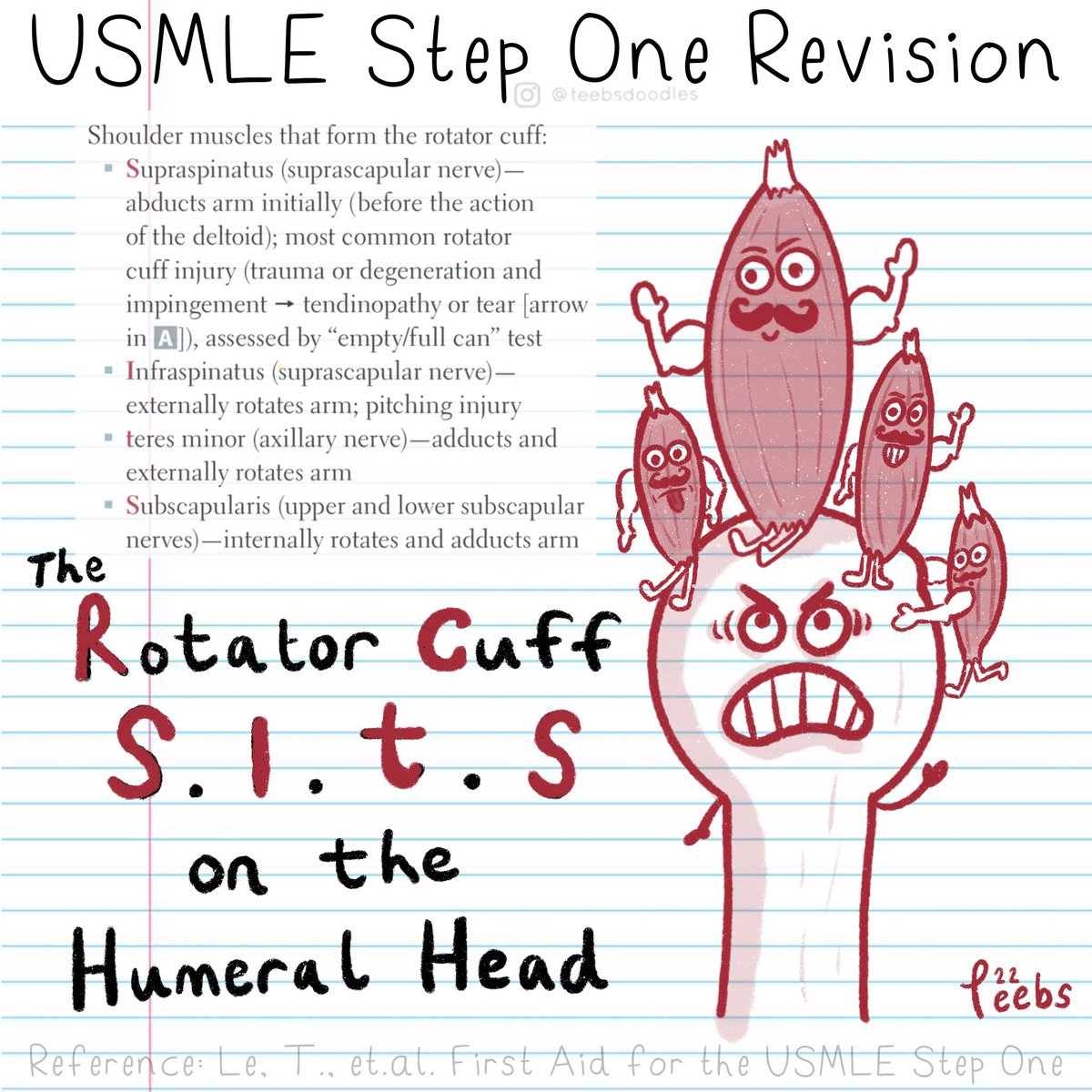 teebsdoodles's tweet photo. Rotator Cuff S.I.T.S on the Humeral Head

https://t.co/gPFd1Bt814

#usmle #usmlestep #usmlestep1 #usmleprep #usmlepreparation #firstaid #firstaidstep1 #doctor #medicine #medicalcartoons #medicalstudent #medschool #meded #medicalmnemonics #physio #physicaltherapy #muscles #anatomy https://t.co/mT5q5tX7JJ