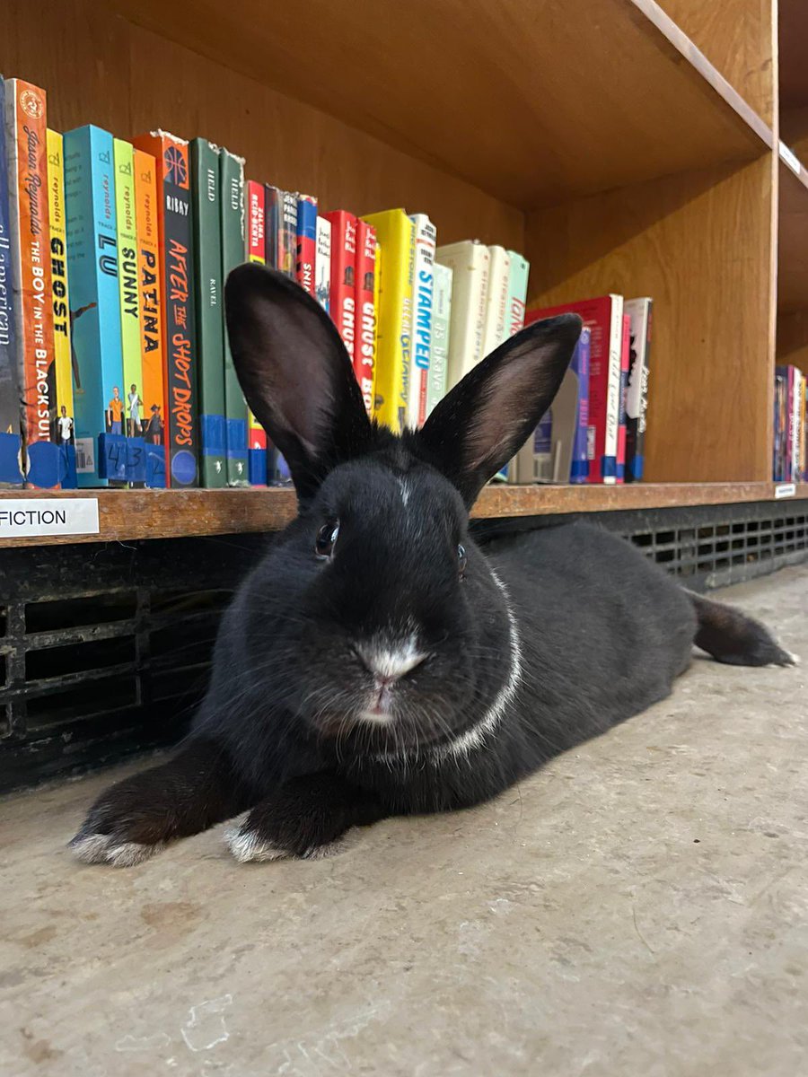 Skittles favourite section of our classroom library <a href="/JasonReynolds83/">Jason Reynolds News</a>  <a href="/jewell_p_rhodes/">Dr. Jewell Parker Rhodes</a> <a href="/PetsinClassroom/">Pets in a Classroom</a>