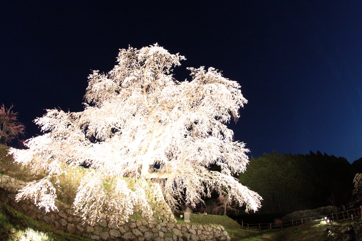 EOS50D tokinaAT-X107
又兵衛桜