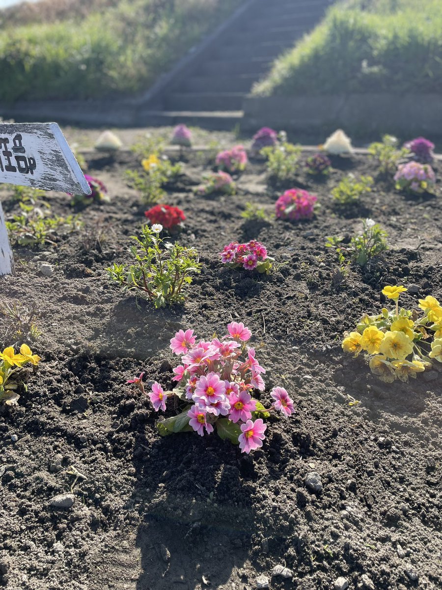 doi_sci's tweet photo. 昨日、日曜日の朝は定例の女性部花壇清掃でした🌱葉牡丹がまだ頑張ってます❣️
先月植えたデイジーやジュリアンも可憐に咲いていました🌼*･小さい草がたくさん生えていたところが、皆さんの協力であっという間に綺麗になりました👏いつもありがとうございます✨🥰

#土居町商工会
#土居町商工会女性部 https://t.co/iKBAEsWmjU