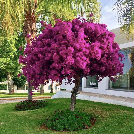 لتحويل الجهنمية الي شجرة قائمة 

ثبت الساق الرئيسي على دعامة وقلم السيقان الاخرى والنموات الجانبية 

قلم اطراف النموات في الأعلى على شكل نصف دائرة 

استمر في التقليم حتى يتخشب الساق ويصبح عرضه  حوالي البوصه