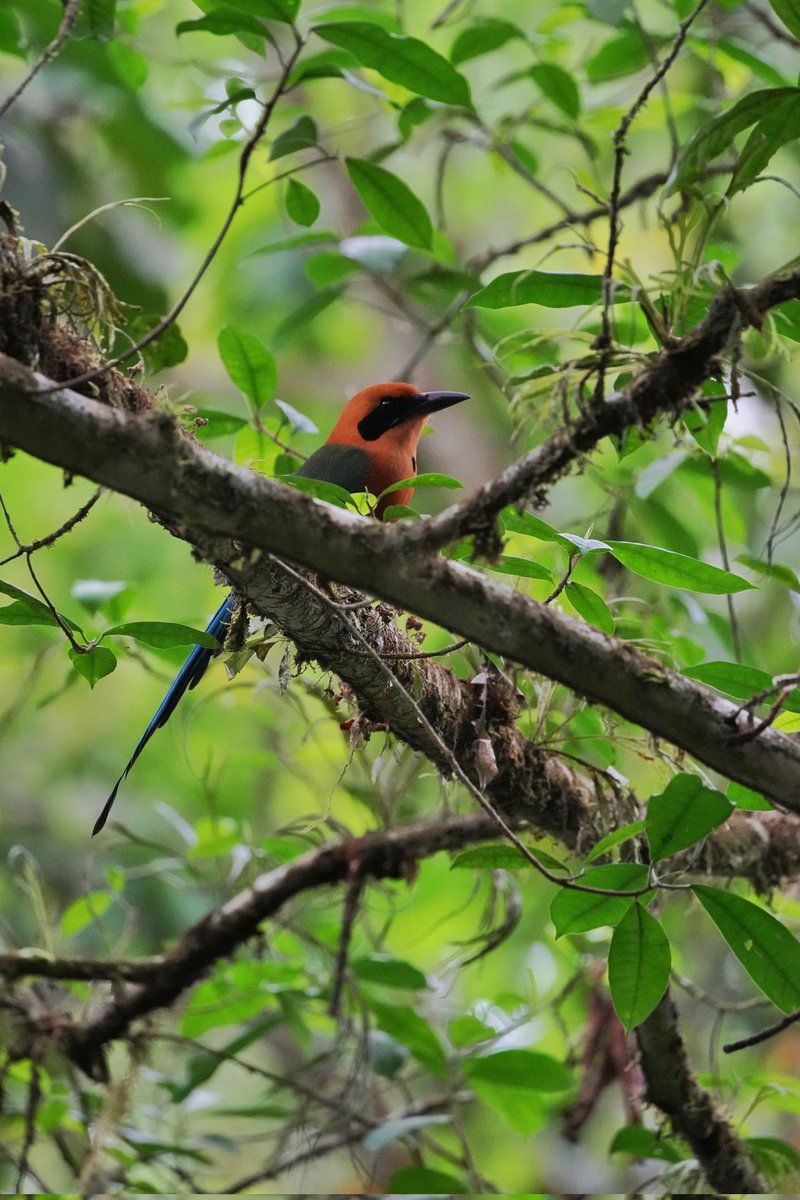 El despertar de inscetos. 
Uno de los 24 terminos solares en el calendario lunisolar de China, que marca la reactivación de naturaleza tras el inicio de primavera y se cayó en 5 de marzo este año. Y la cantidad de pajaros no decepciona.
Fotos tomadas por Gamboa.
<a href="/EmbChinaPa/">Embajada de China en Panamá</a>