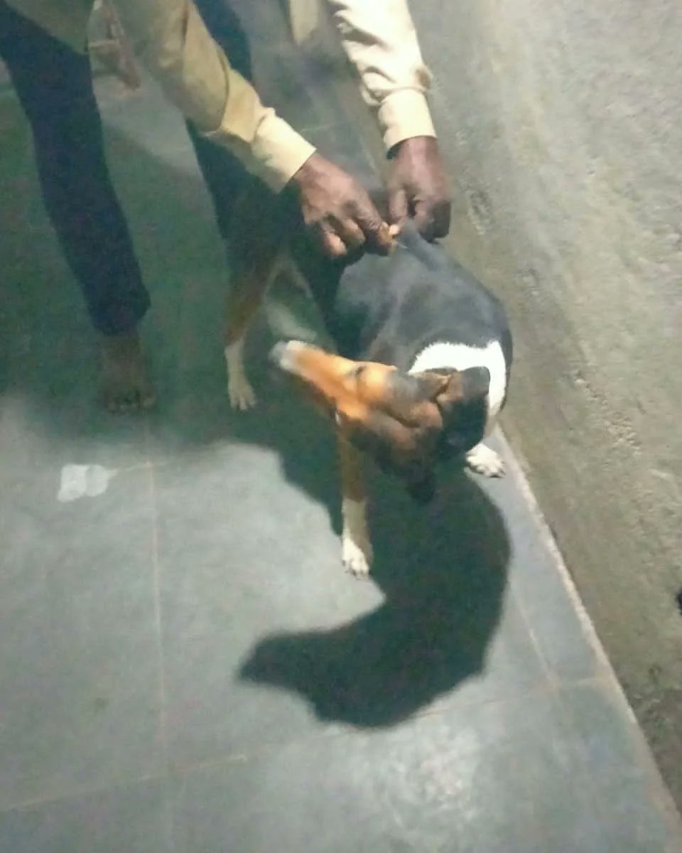 AllForAnimalsF1's tweet photo. Bhagya, is taking care and providing shelter to around fourty dogs in her house. AFA is supporting her by providing all the necessary vaccinations. Sharada gaaru, is taking care of the food and medication for senior dogs. 
We are very fortune to be able to help these furry angels https://t.co/ldCdN47e3W