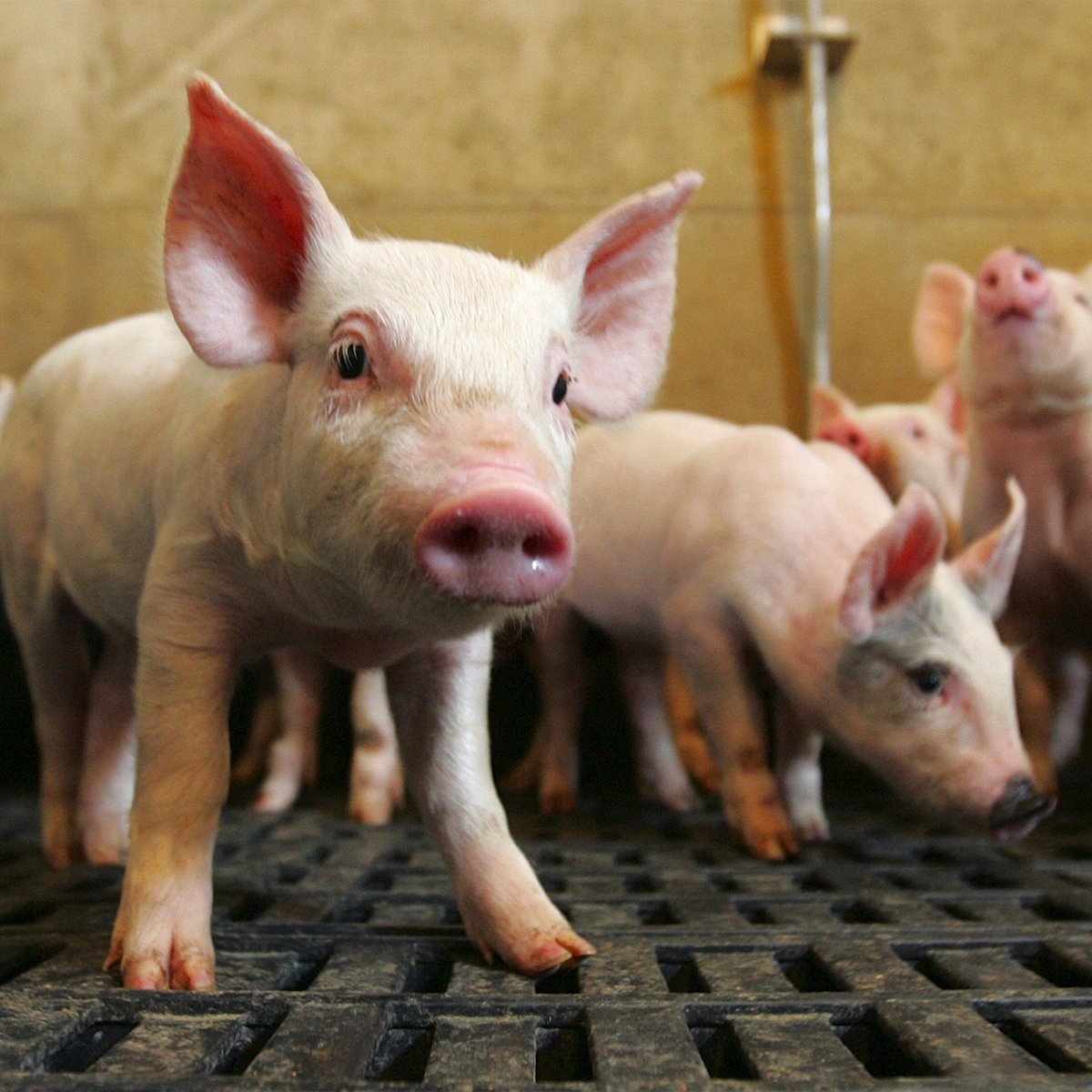 Porcicultura's tweet image. 🇧🇹: SURGIÓ UN NUEVO BROTE DE FPA
El gobierno de #Bután informó a la @WOAH_Americas sobre un nuevo brote de #FiebrePorcinaAfricana dentro de su territorio, el cual afectó una unidad de producción de casi 60 cerdos en la región de #Dagana.